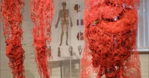 It's Incredible: Your Body Has Over 60,000 Miles Of Blood Vessels — Enough To Circle The Earth Twice!