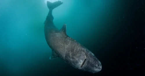 The Living Enigma: How Danish Scientists Unlocked the Gruesome Secret of the Greenland Shark's Unfathomable Lifespan