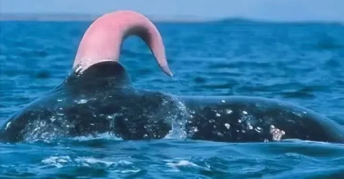 Shocking Ocean Fact: How Much Sperm Does A Blue Whale Release – And Where Does It Go?!