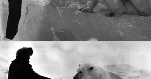 The Incredible Friendship of Masha the Polar Bear and Explorer Nikolai: A Bond Beyond Species, Conquering the Bear's Dangerous Instincts