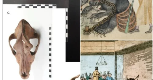 Bear Baiting: The Brutal 'Sport' That Once Thrilled England – Archaeologists Uncover Its Dark Secrets!