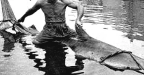 Ancient Hawaiians Tamed SHARKS Like Pets: How Native Hawaiians Rode, Petted, and Lived Fearlessly With Ocean Predators!