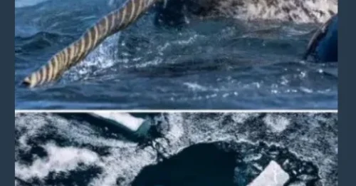 From Myth to Reality: Scientists Uncover the Shocking Purpose of Narwhal Tusks