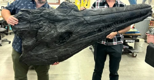 You'll Lose Your Minds!' Scientists Tease Monumental Fossil Discovery