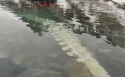 Bone-Chilling Discovery: Ancient Whale Skeleton Found in Arctic Lake Stuns Scientists