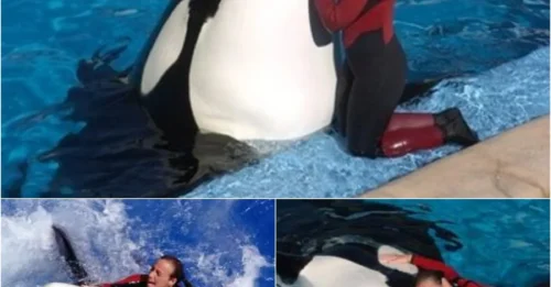 SeaWorld Horror: Orca Attacks and Kills 40-Year-Old Trainer During Live Performance
