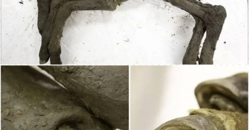 40,000 years ago, this foal died. Today, it stuns the world—because it looks like it just… stopped breathing minutes ago!