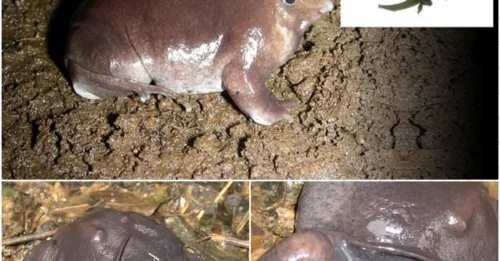 Nature playing tricks again: Frog makes oinking sounds like a pig, sending the internet into a frenzy!
