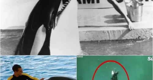 DEATH IN THE POOL: Killer Whale Suddenly Snaps - Trainer's Last Moments Will Haunt You!