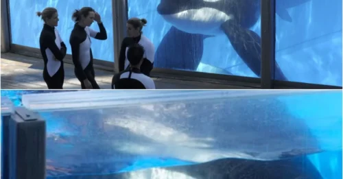 THE REVENGE OF THE KILLER WHALE THAT KILLED 3: Chilling Photo Reveals Captive Orca's Hatred Toward Trainers