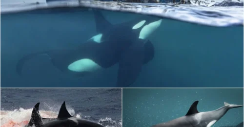 Nature Strikes Back: Orcas' Chilling Revenge Against Humans Leaves Yacht Destroyed