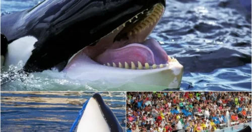 Scientists Stunned: Killer Whale Wikie Can Mimic Human Speech - Says 'Hello' & Counts!