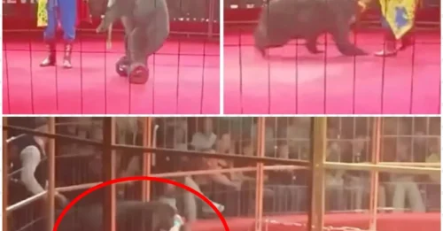 A 220kg circus bear riding a hoverboard suddenly attacks its trainer in a horrifying scene!