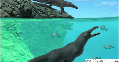Ancestors of Modern Whales Once Walked on Land with Four Legs – and the Evidence Lies in Peru