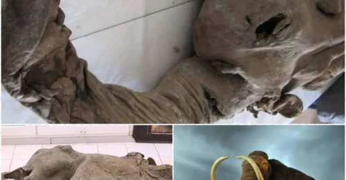 28,000-Year-Old Woolly Mammoth Cells Unexpectedly 'Awaken' – An Unbelievable Sign of Life!