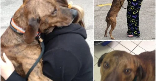 No one expected a shelter dog to DO THIS when it saw a girl struggling with anxiety!