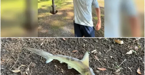 Alien shark falls from the sky onto unsuspecting disc golfer in South Carolina