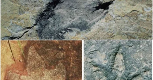 Dinosaur footprints from 260 million years ago mysteriously match across two different continents!