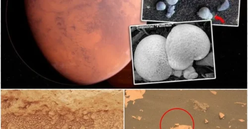 NASA's Curiosity Rover Captures Bizarre 'Mushroom' on Mars—Is This Proof of Alien Life?
