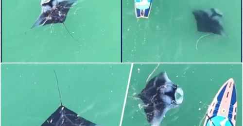 Paddleboarder Stunned as Giant Manta Ray Glides Beneath Them in Shocking Florida Moment