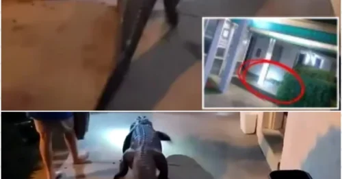 Terrifying Moment: Fairfax County Police 'Negotiate' with Alligator in Virginia Motel Hallway!