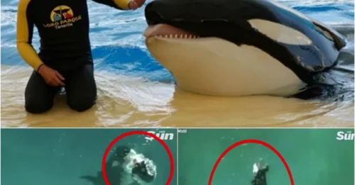 DEATH IN THE POOL: Killer Whale Suddenly Snaps – Trainer’s Last Moments Will Haunt You!