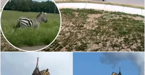 Rebellious pet forces Tennessee police to launch aerial operation in a bizarre capture attempt!