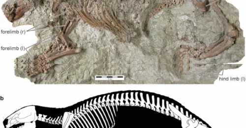 Prehistoric ‘Outlier’ Unearthed in Madagascar: 66-Million-Year-Old Fossil Stuns Scientists!
