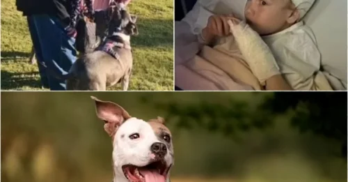 Family outing turns into a nightmare as Staffy viciously attacks six-year-old girl
