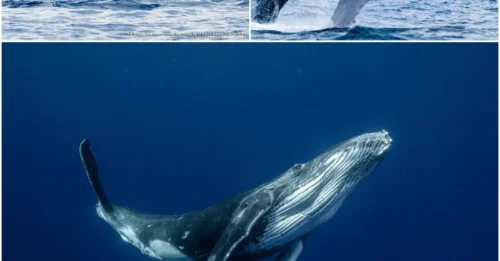 Strange melodies beneath the ocean: Humpback whales are communicating in ways no one expected.