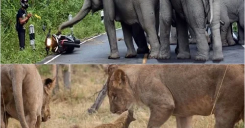 3 Animals With the LONGEST Grudges - Mess With Them and They'll Hunt You for a DECADE!