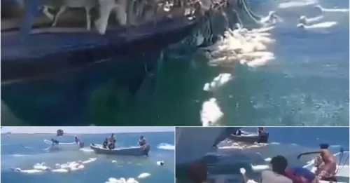 Footage has captured the horrifying moment a ship carrying flocks of sheep capsized – killing hundreds