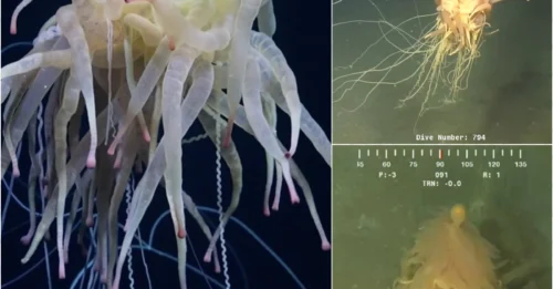 Stunning Footage Shows 'Spaghetti Monster' with Dozens of Pale Pink Tentacles Moving Like an Alien Creature near the Nazca Ridge!