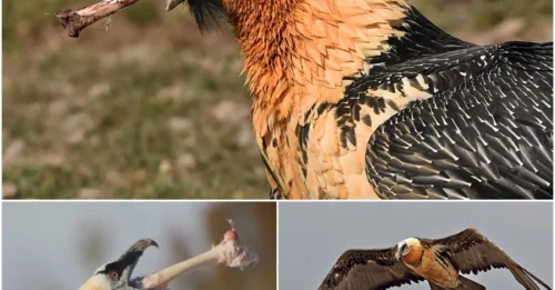 Bearded Vulture: The Assassin of Bones, the Only Bird on Earth That Considers Bones Its 'Favorite Dish'!