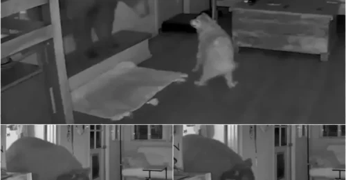 A brave little dog stood tall on its hind legs, baring its teeth at a bear – all to protect its trembling owner behind.