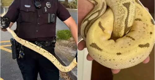 A man brought a snake to Chili’s without realizing what would happen next – and things quickly spiraled out of control