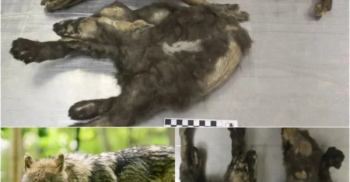 Scientists have finally revealed the chilling truth behind the 14,000-year-old frozen wolf pups discovered in Siberia
