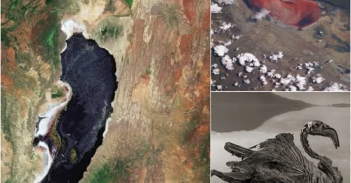 33 Bizarre Photos Reveal the Horrifying Truth Behind the Deadly Beauty of Lake Natron