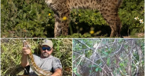 Predator Becomes Prey: 13-Foot Python Torn Apart by Florida Panther in Horrific Survival Battle!