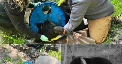 Heartbreaking Story: Plastic Lid Accidentally Becomes a 'Deadly Necklace' for Bear for Two Years!