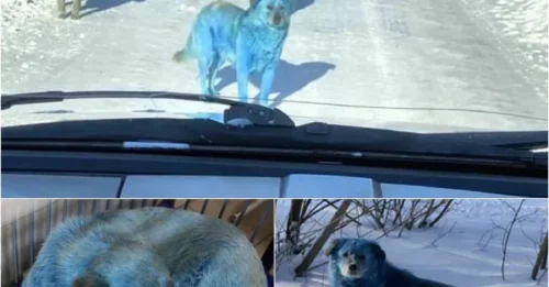 A Pack of Glowing Blue Dogs Was Spotted Near an Abandoned Russian Chemical Facility – What Happened There?
