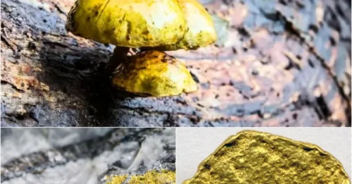 Shocking Discovery: This Tiny Fungus Is ‘Mining’ Gold… From Thin Air!