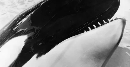 From Captive Entertainer to Tragic Rebel: The Heartbreaking Fate of a Whale Imprisoned Since Age 3