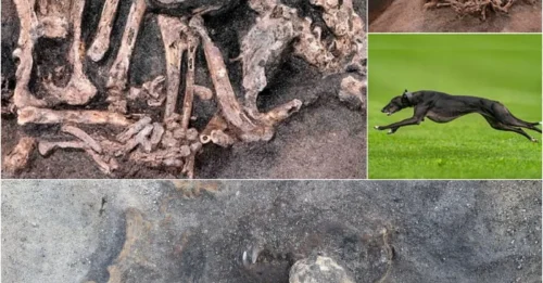 Discovery of Dog Burial From 8,400 Years Ago Hints at a Lost Ritual or Bond