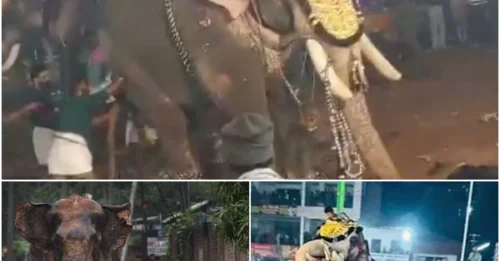 Horrific Tragedy: Enraged Elephant Tramples Mosque, Kills Mahout, and Causes Injuries!