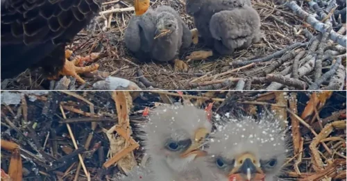 Baby eagle Gizmo just made a dangerously bold mistake on his very first flight from the Internet’s hottest nest!