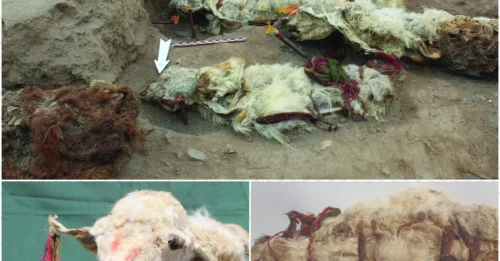 Inka Sacrifices Frozen in Time: Naturally Mummified Llamas Discovered for the First Time!