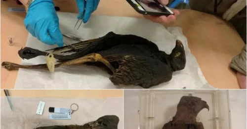 The Bizarre Truth Behind Egypt’s Bird Mummy Craze Revealed