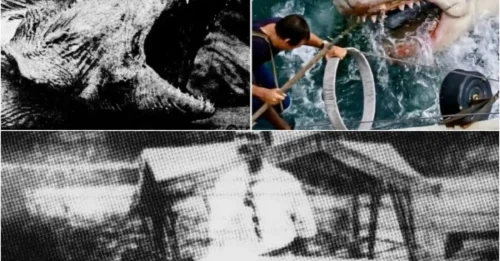 12 Days of Terror in 1916: Sharks Hunted Humans Along the Jersey Shore Like a Systematic Massacre