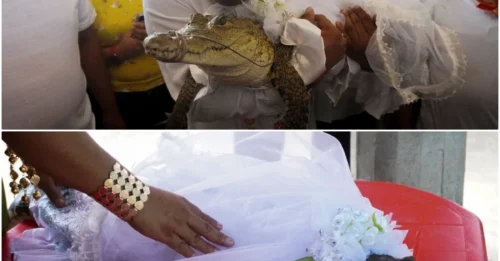 Love Beyond Species? Mayor’s Bizarre Wedding to an Alligator Stuns the World -A Ritual That’s Been Alive for Centuries!